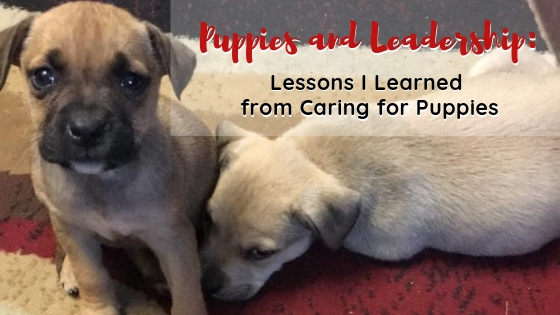 Puppies and Leadership: Lessons I Learned from Caring for Puppies